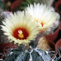 Astrophytum capricorne v  niveum