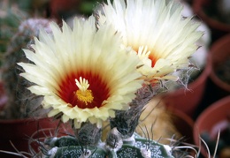 Astrophytum capricorne v  niveum