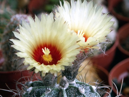 Astrophytum capricorne v  niveum