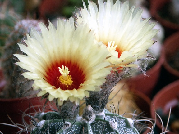 Astrophytum capricorne v  niveum