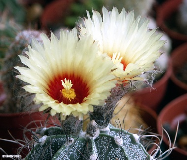 Astrophytum capricorne v  niveum
