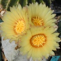 Astrophytum coahuilense