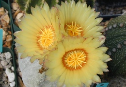 Astrophytum coahuilense