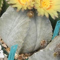 Astrophytum coahuilense pl