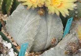 Astrophytum coahuilense pl