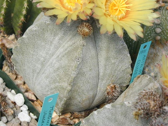 Astrophytum coahuilense pl