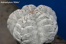 Astrophytum cv Kikko El FG
