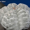 Astrophytum cv Kikko El FG