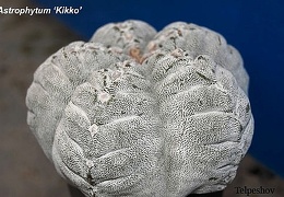 Astrophytum cv Kikko El FG