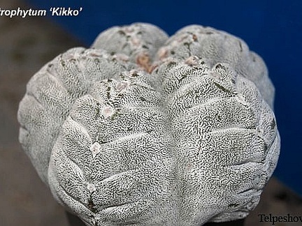 Astrophytum cv Kikko El FG