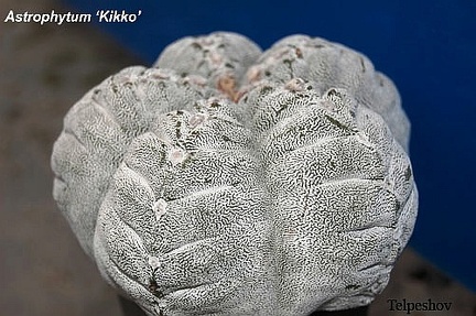 Astrophytum cv Kikko El FG