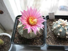Astrophytum cv Rote Bluete Bulach FG
