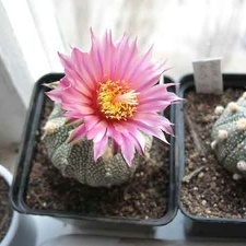 Astrophytum cv Rote Bluete Bulach FG