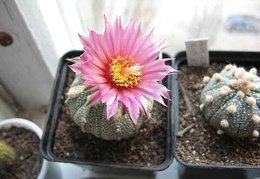 Astrophytum cv Rote Bluete Bulach FG