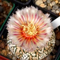 Astrophytum hybr