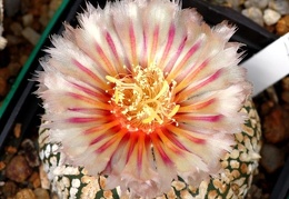 Astrophytum hybr