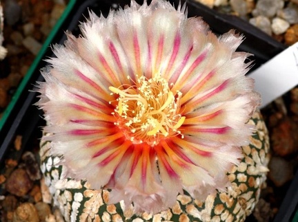 Astrophytum hybr