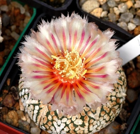 Astrophytum hybr (8589 відвідувань) Astrophytum hybr