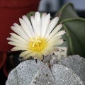 Astrophytum myriostigma