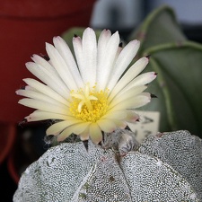 Astrophytum myriostigma