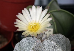 Astrophytum myriostigma