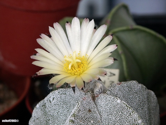 Astrophytum myriostigma
