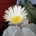 Astrophytum myriostigma