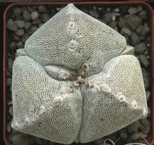 Astrophytum myriostigma 001