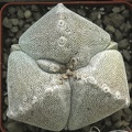 Astrophytum myriostigma 001