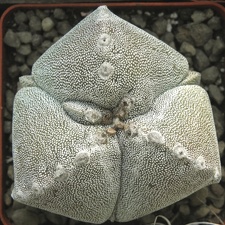 Astrophytum myriostigma 001