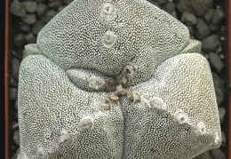 Astrophytum myriostigma 001