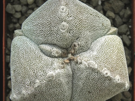 Astrophytum myriostigma 001