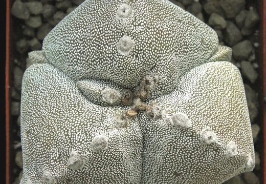 Astrophytum myriostigma 001 (1282 відвідувань) Astrophytum myriostigma 001