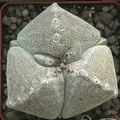 Astrophytum myriostigma 001 (2299 відвідувань) Astrophytum myriostigma 001