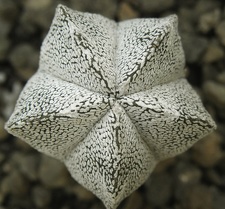 Astrophytum myriostigma cv Onzuka