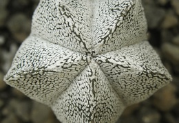 Astrophytum myriostigma cv Onzuka