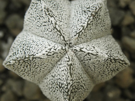 Astrophytum myriostigma cv Onzuka