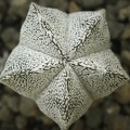 Astrophytum myriostigma cv Onzuka