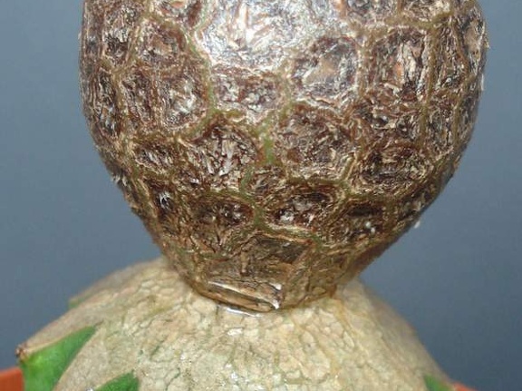 Astrophytum myriostigma cv   Onzuka Ball   Smeyko FG