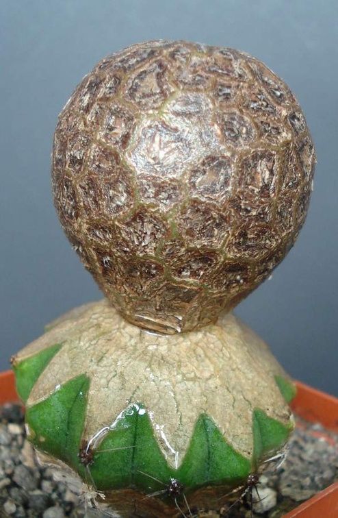 Astrophytum myriostigma cv   Onzuka Ball   Smeyko FG