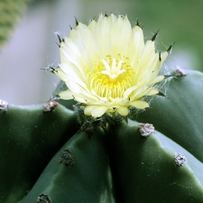Astrophytum myriostigma f  nudum