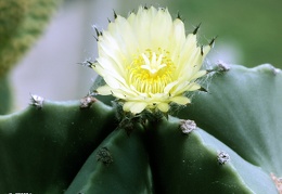 Astrophytum myriostigma f  nudum