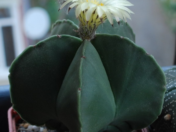 Astrophytum myriostigma f  nudum 001