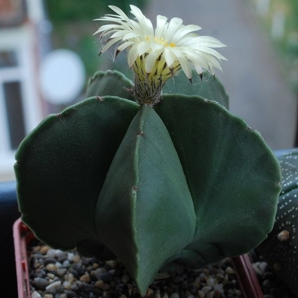 Astrophytum myriostigma f  nudum 001