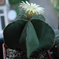 Astrophytum_myriostigma_f__nudum_001.jpg