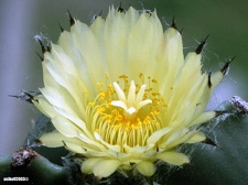 Astrophytum myriostigma f  nudum 1