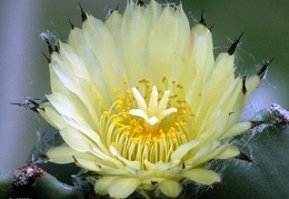 Astrophytum myriostigma f  nudum 1