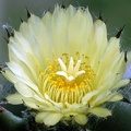 Astrophytum myriostigma f  nudum 1