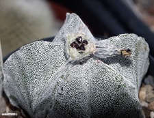 Astrophytum myriostigma seeds