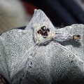 Astrophytum myriostigma seeds